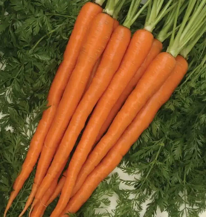 Tendensweet Carrot Seeds, Biannual Vegetable, - Caribbean garden seed