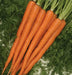 Tendensweet Carrot Seeds, Biannual Vegetable, - Caribbean garden seed