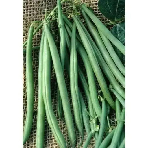 Tenderette Bush Bean Seeds. High-yielding, produce throughout the summer. Great for canning or freezing - Caribbean garden seed