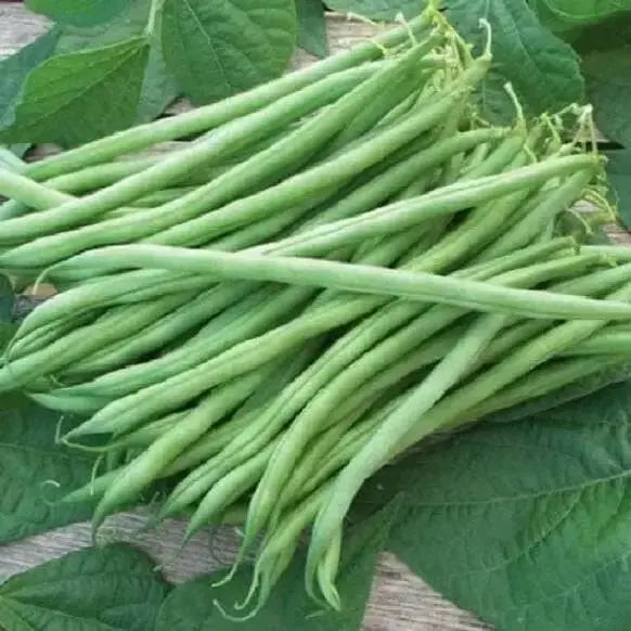 Tenderette Bush Bean Seeds. High-yielding, produce throughout the summer. Great for canning or freezing - Caribbean garden seed