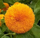 Teddy Bear Sunflowers SEED, great as cut flowers, - Caribbean garden seed