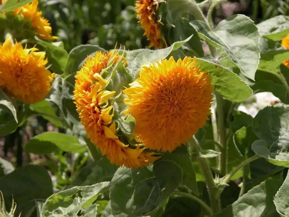 Teddy Bear Sunflowers SEED, great as cut flowers, - Caribbean garden seed