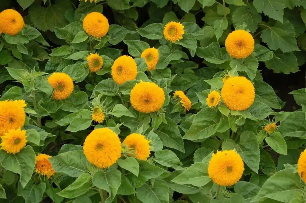 Teddy Bear Sunflowers SEED, great as cut flowers, - Caribbean garden seed