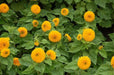 Teddy Bear Sunflowers SEED, great as cut flowers, - Caribbean garden seed