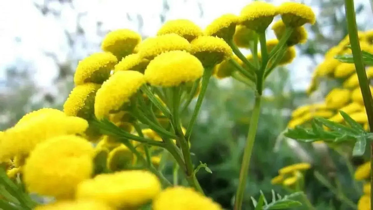 TANSY SEEDS, Bitter Buttons - Caribbean garden seed
