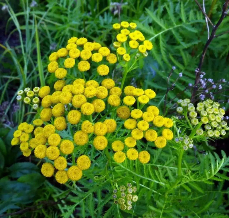 TANSY SEEDS, Bitter Buttons - Caribbean garden seed