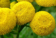 TANSY SEEDS, Bitter Buttons - Caribbean garden seed