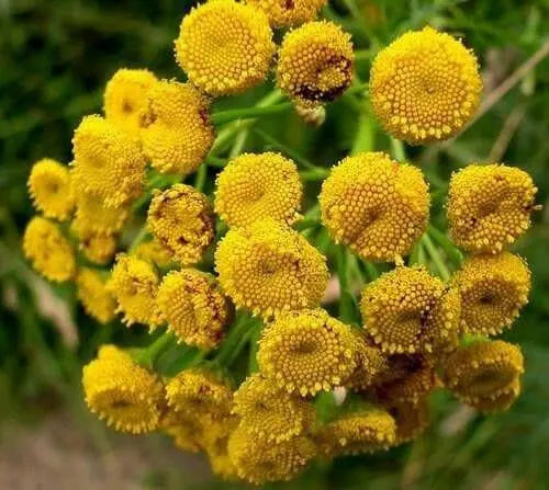 TANSY SEEDS, Bitter Buttons - Caribbean garden seed