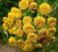TANSY SEEDS, Bitter Buttons - Caribbean garden seed