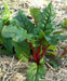 Swiss Chard Seed ~Ruby Red - Baby Leaf & Microgreen-Biannual ! - Caribbean garden seed