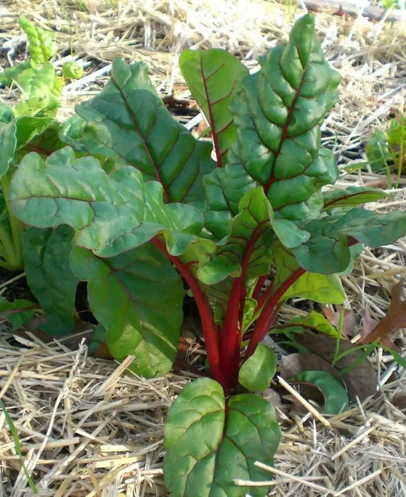 Swiss Chard Seed ~Ruby Red - Baby Leaf & Microgreen-Biannual ! - Caribbean garden seed