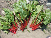 Swiss Chard Seed ~Ruby Red - Baby Leaf & Microgreen-Biannual ! - Caribbean garden seed