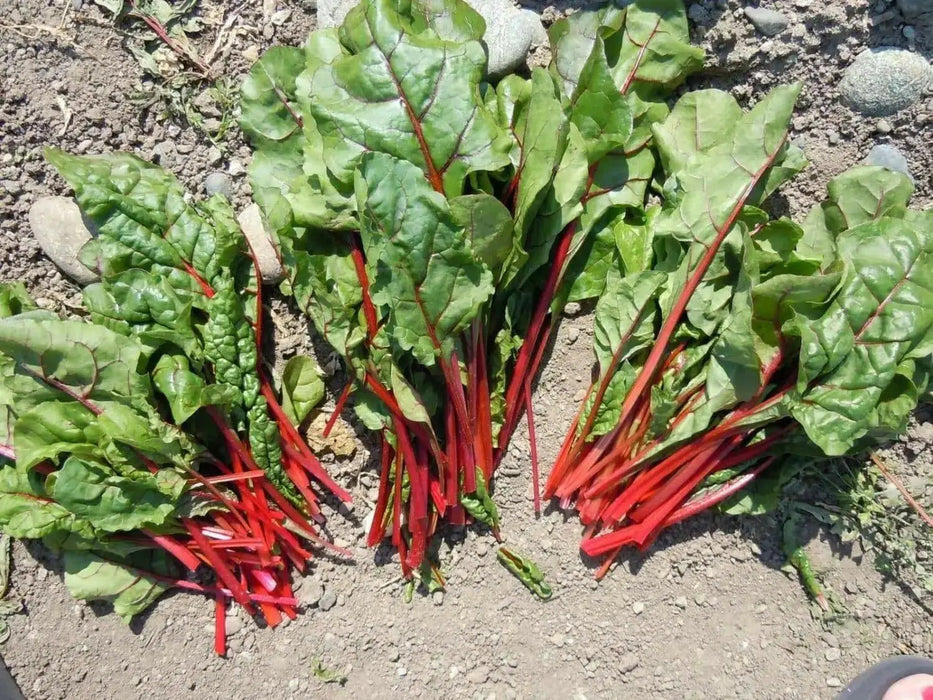 Swiss Chard Seed ~Ruby Red - Baby Leaf & Microgreen-Biannual ! - Caribbean garden seed