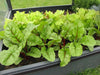Swiss Chard Seed ~Ruby Red - Baby Leaf & Microgreen-Biannual ! - Caribbean garden seed