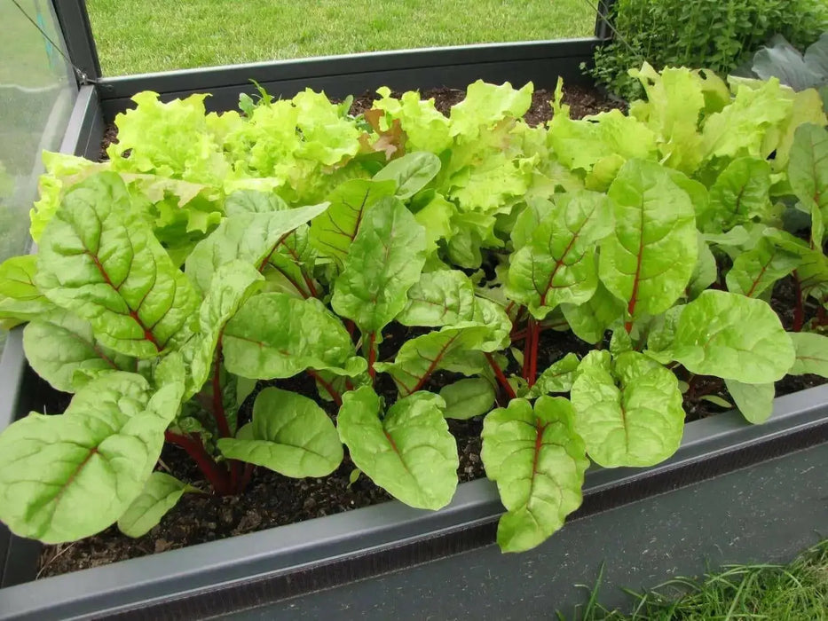 Swiss Chard Seed ~Ruby Red - Baby Leaf & Microgreen-Biannual ! - Caribbean garden seed