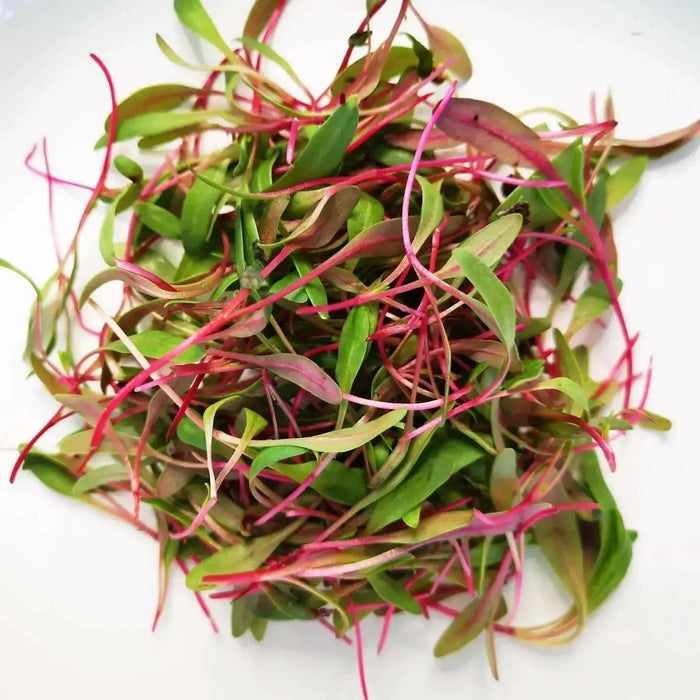 Swiss Chard Seed ~Ruby Red - Baby Leaf & Microgreen-Biannual ! - Caribbean garden seed