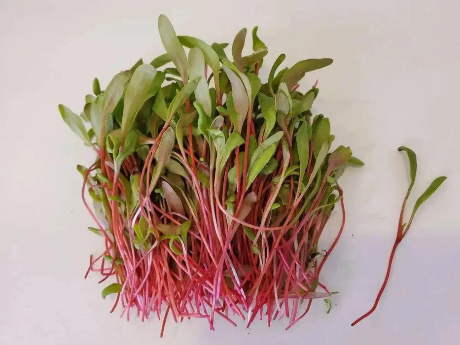 Swiss Chard Seed ~Ruby Red - Baby Leaf & Microgreen-Biannual ! - Caribbean garden seed