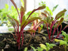 Swiss Chard Seed ~Ruby Red - Baby Leaf & Microgreen-Biannual ! - Caribbean garden seed