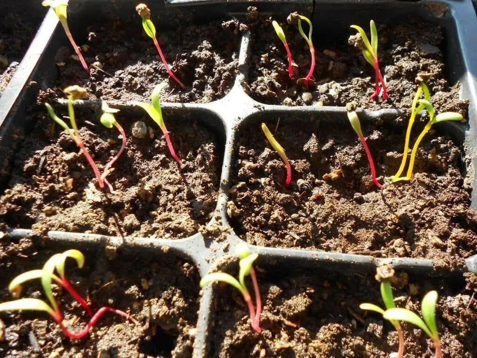 Swiss Chard Seed ~Ruby Red - Baby Leaf & Microgreen-Biannual ! - Caribbean garden seed