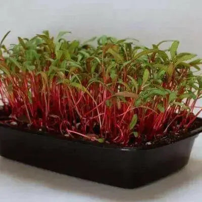 Swiss Chard Seed ~Ruby Red - Baby Leaf & Microgreen-Biannual ! - Caribbean garden seed