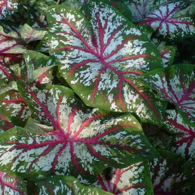 Tapestry Caladium (6 Bulbs) TROPICAL FOLIAGE - Caribbean garden seed