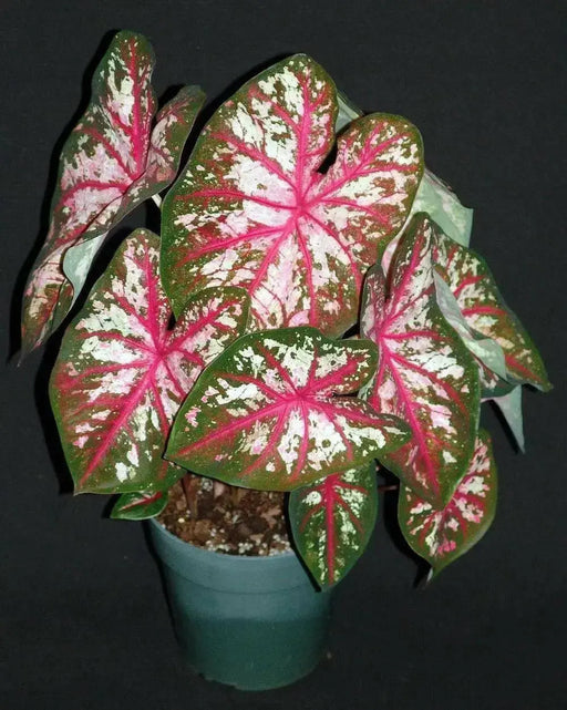 Tapestry Caladium (6 Bulbs) TROPICAL FOLIAGE - Caribbean garden seed