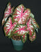 Tapestry Caladium (6 Bulbs) TROPICAL FOLIAGE - Caribbean garden seed