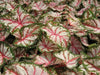 Tapestry Caladium (6 Bulbs) TROPICAL FOLIAGE - Caribbean garden seed