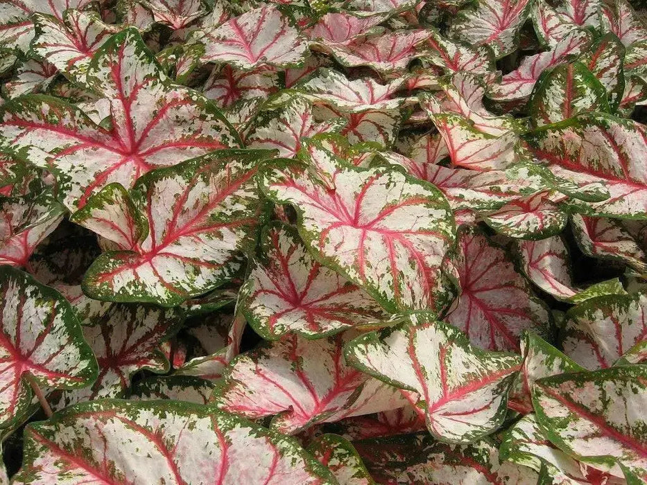 Tapestry Caladium (6 Bulbs) TROPICAL FOLIAGE - Caribbean garden seed