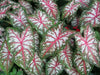 Tapestry Caladium (6 Bulbs) TROPICAL FOLIAGE - Caribbean garden seed