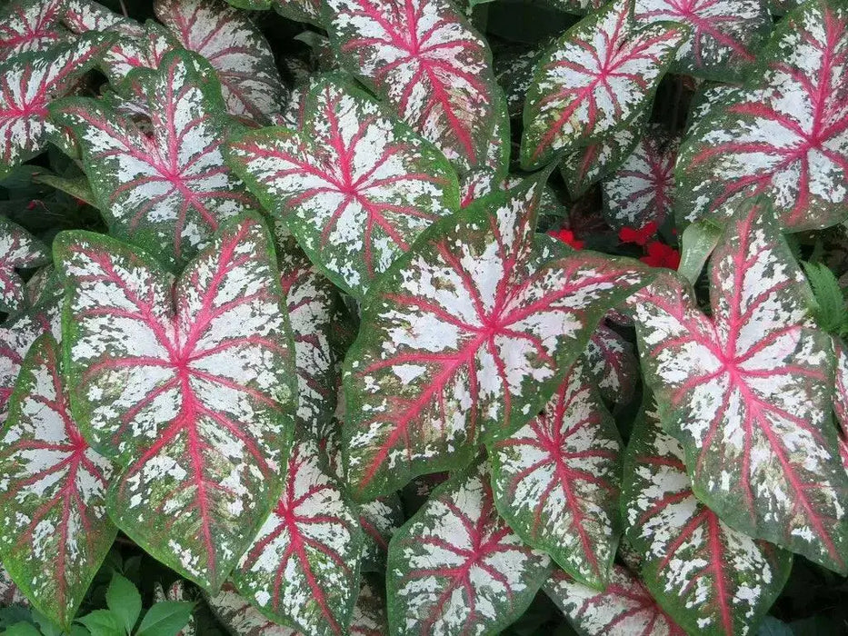 Tapestry Caladium (6 Bulbs) TROPICAL FOLIAGE - Caribbean garden seed