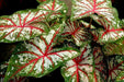 Tapestry Caladium (6 Bulbs) TROPICAL FOLIAGE - Caribbean garden seed