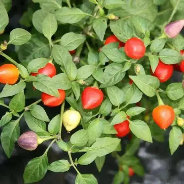 Tennessee Teardrops' Hot Pepper SEEDS (Capsicum annuum) ,Medium hot - Caribbean garden seed