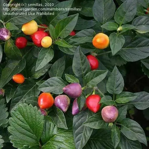 Tennessee Teardrops' Hot Pepper SEEDS (Capsicum annuum) ,Medium hot - Caribbean garden seed