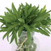 Tarragon Herb Seeds, (Artemisia Dracunculus) perennial herb - Caribbean garden seed