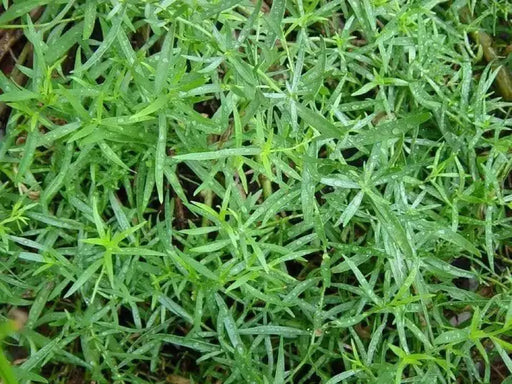 Tarragon Herb Seeds, (Artemisia Dracunculus) perennial herb - Caribbean garden seed