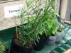 Tarragon Herb Seeds, (Artemisia Dracunculus) perennial herb - Caribbean garden seed