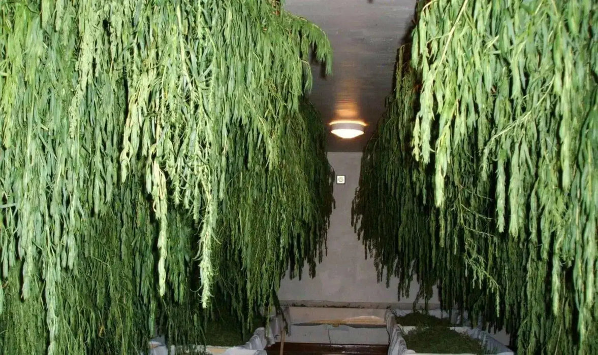 Tarragon Herb Seeds, (Artemisia Dracunculus) perennial herb - Caribbean garden seed