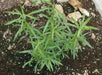Tarragon Herb Seeds, (Artemisia Dracunculus) perennial herb - Caribbean garden seed