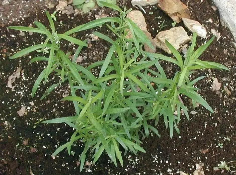 Tarragon Herb Seeds, (Artemisia Dracunculus) perennial herb - Caribbean garden seed