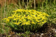 Tasteless Stone crop Seeds. Sedum Sexangulare, succulent, perennial and evergreen - Caribbean garden seed