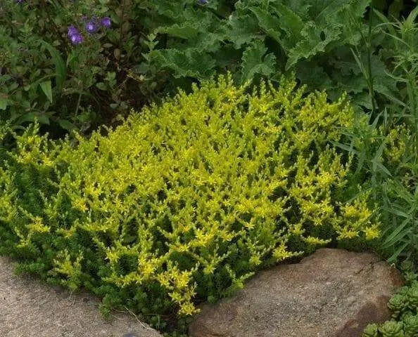 Tasteless Stone crop Seeds. Sedum Sexangulare, succulent, perennial and evergreen - Caribbean garden seed