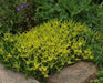 Tasteless Stone crop Seeds. Sedum Sexangulare, succulent, perennial and evergreen - Caribbean garden seed