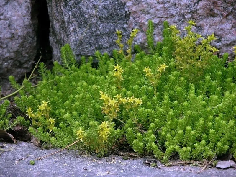 Tasteless Stone crop Seeds. Sedum Sexangulare, succulent, perennial and evergreen - Caribbean garden seed