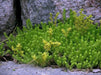 Tasteless Stone crop Seeds. Sedum Sexangulare, succulent, perennial and evergreen - Caribbean garden seed