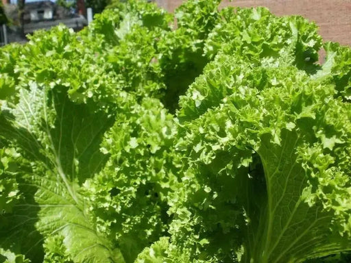 Tendergreen Mustard Green Seeds - Caribbean garden seed