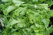 Tendergreen Mustard Green Seeds - Caribbean garden seed