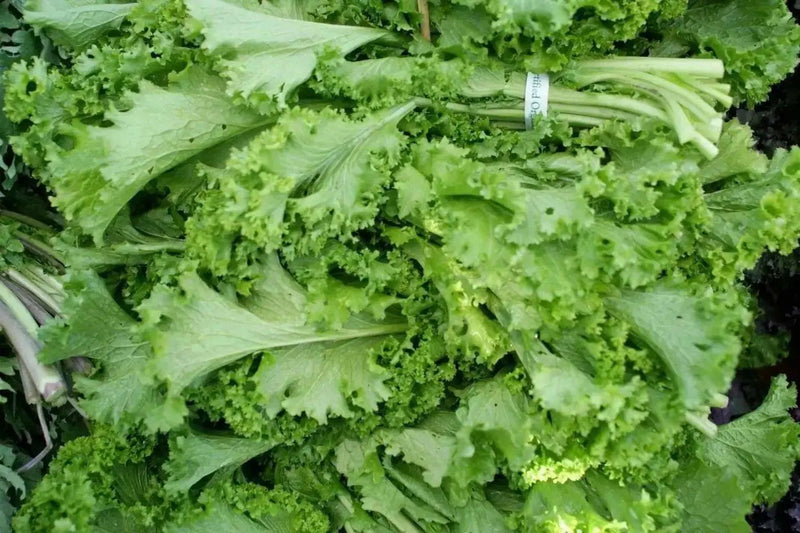Tendergreen Mustard Green Seeds - Caribbean garden seed