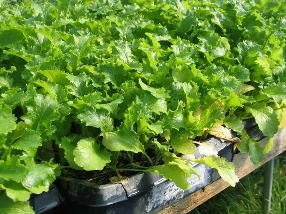 Tendergreen Mustard Green Seeds - Caribbean garden seed