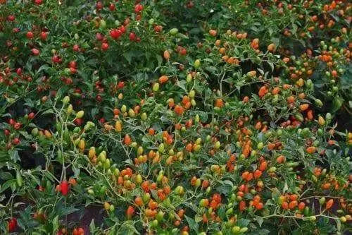 Texas Bird Pepper Seeds ( Capsicum annuum ) Very Hot - Caribbean garden seed